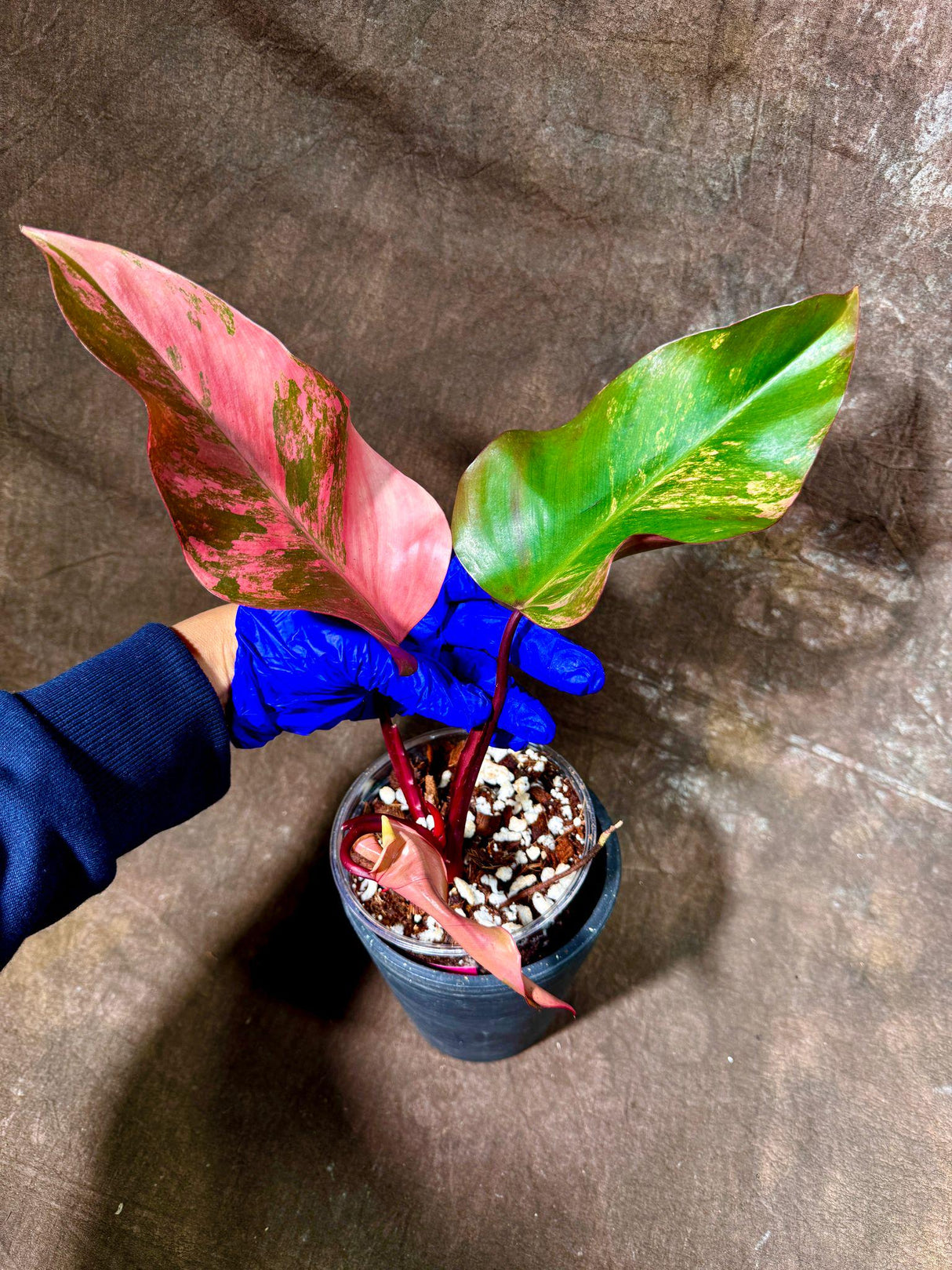 Variegated Philodendron Strawberry Shake in a Nursery Pot - RARE Collector Plant - Philodendron Pink Plant - Live Indoor Plant - US seller