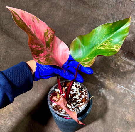 Variegated Philodendron Strawberry Shake in a Nursery Pot - RARE Collector Plant - Philodendron Pink Plant - Live Indoor Plant - US seller