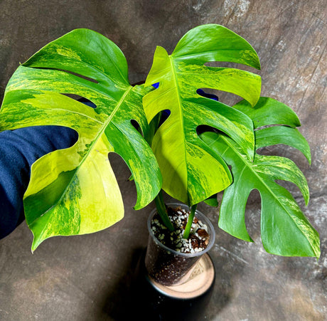 Monstera Aurea Variegated Borsigiana in a Nursery Pot - Monstera Aurea Large Leaf Plant - Monstera Marmota - US Seller - Exact Plant