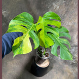 Monstera Aurea Variegated Borsigiana in a Nursery Pot - Monstera Aurea Large Leaf Plant - Monstera Marmota - US Seller - Exact Plant