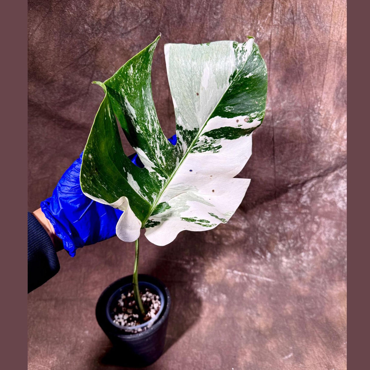 Variegated Monstera Albo Plant - Rare Indoor White Monstera Albo Borsigiana Plant - Single Leaf Potted Plant - US Seller - EXACT Plant