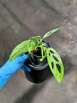 Variegated Monstera Acuminata Mottled Plant in a Nursery Pot - Rare Collector Indoor Plant - Live Plant - Exact same plant - US SELLER