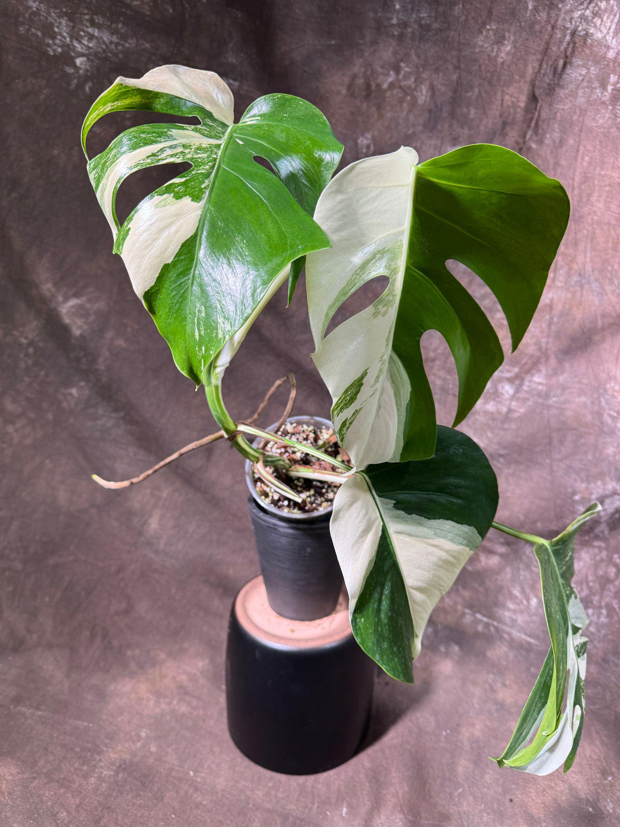 Variegated Monstera Albo Plant - Rare Indoor White Monstera Albo Borsigiana Plant - Mature Plant - US Seller - Rare Houseplant -EXACT Plant