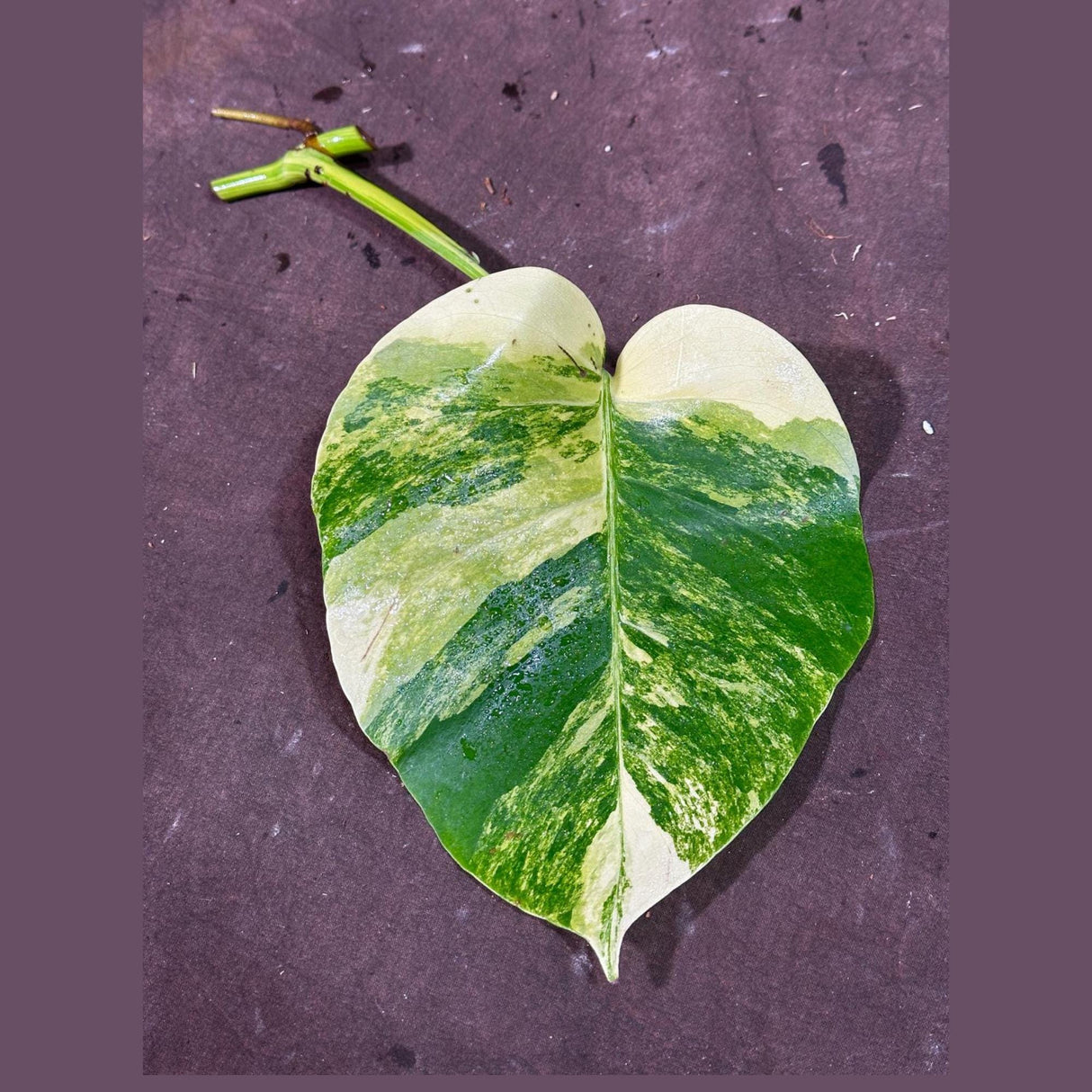 Monstera Aurea Cutting High Variegated Borsigiana - Monstera Aurea Variegata - Monstera Marmota - Gift for Mom