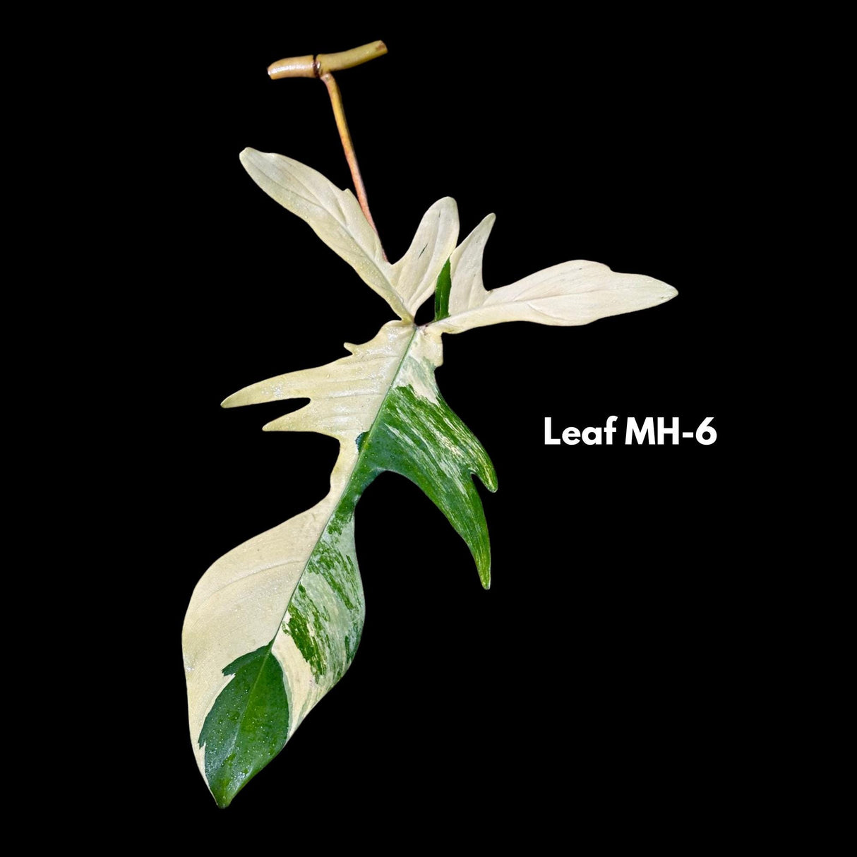 Variegated Philodendron Florida Beauty-Exotic Indoor Plants-Air Purifying Houseplants-Low light Indoor Plants-Florida Beauty Cuttings