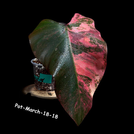 Variegated Philodendron Strawberry Shake in a Nursery Pot- Rare Strawberry Single Leaf Potted Plant - Collector GIFT Plant - Grower's Choice