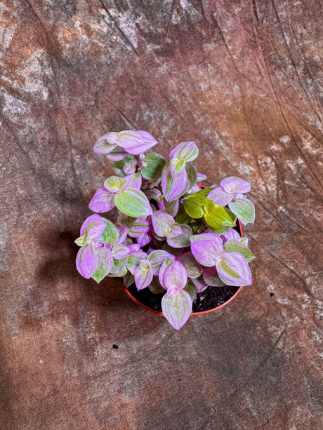 Callisia Repens in a 2” Nursery pot | Pink Panther Tradescantia Starter Plant | Pink Lady Plant | Turtle Vine | Low Light Indoor Plant