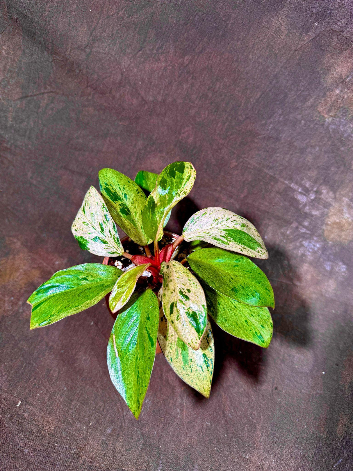 Philodendron Red Congo Variegated Live Plant - Dwarf Red Congo Indoor Outdoor Gardening Rare Plants - Hard to Come By - US Seller