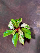 Philodendron Red Congo Variegated Live Plant - Dwarf Red Congo Indoor Outdoor Gardening Rare Plants - Hard to Come By - US Seller