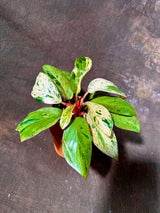 Philodendron Red Congo Variegated Live Plant - Dwarf Red Congo Indoor Outdoor Gardening Rare Plants - Hard to Come By - US Seller