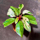 Philodendron Red Congo Variegated Live Plant - Dwarf Red Congo Indoor Outdoor Gardening Rare Plants - Hard to Come By - US Seller