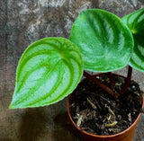 2" Watermelon Peperomia Bulk-Case10- Live Peperomia Argyreia Plants (Case of 10 Pots)