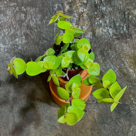 Callisia Repens Gold in 2" Nursery pot | Starter Plant | Golden Form | Tradescantia Succulent Houseplant Live | Low Light Indoor Plant