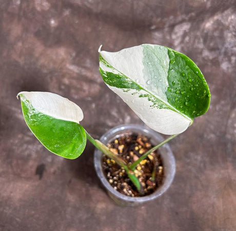 Variegated Monstera Albo Plant - Rare Indoor White Monstera Albo Borsigiana Plant - Baby Leaf Plant - Rare Houseplant -EXACT Plant