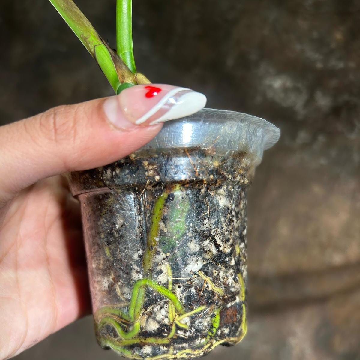 Variegated Monstera Albo Plant - Rare Indoor White Monstera Albo Borsigiana Plant - Baby Leaf Plant - Rare Houseplant -EXACT Plant