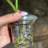 Variegated Monstera Albo Plant - Rare Indoor White Monstera Albo Borsigiana Plant - Baby Leaf Plant - Rare Houseplant -EXACT Plant