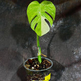 Monstera Aurea Variegated Borsigiana in a Nursery Pot - Monstera Aurea Top Cut Potted Plant - Monstera Marmota - SAME PLANT as images