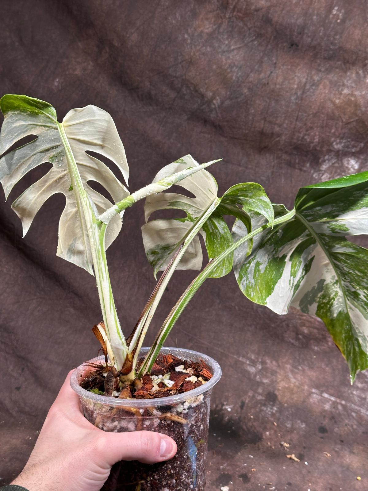 Variegated Monstera Albo Plant - Rare Indoor White Monstera Albo Borsigiana Plant - Mature Plant - US Seller - Rare Houseplant - Similar