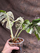 Variegated Monstera Albo Plant - Rare Indoor White Monstera Albo Borsigiana Plant - Mature Plant - US Seller - Rare Houseplant - Similar
