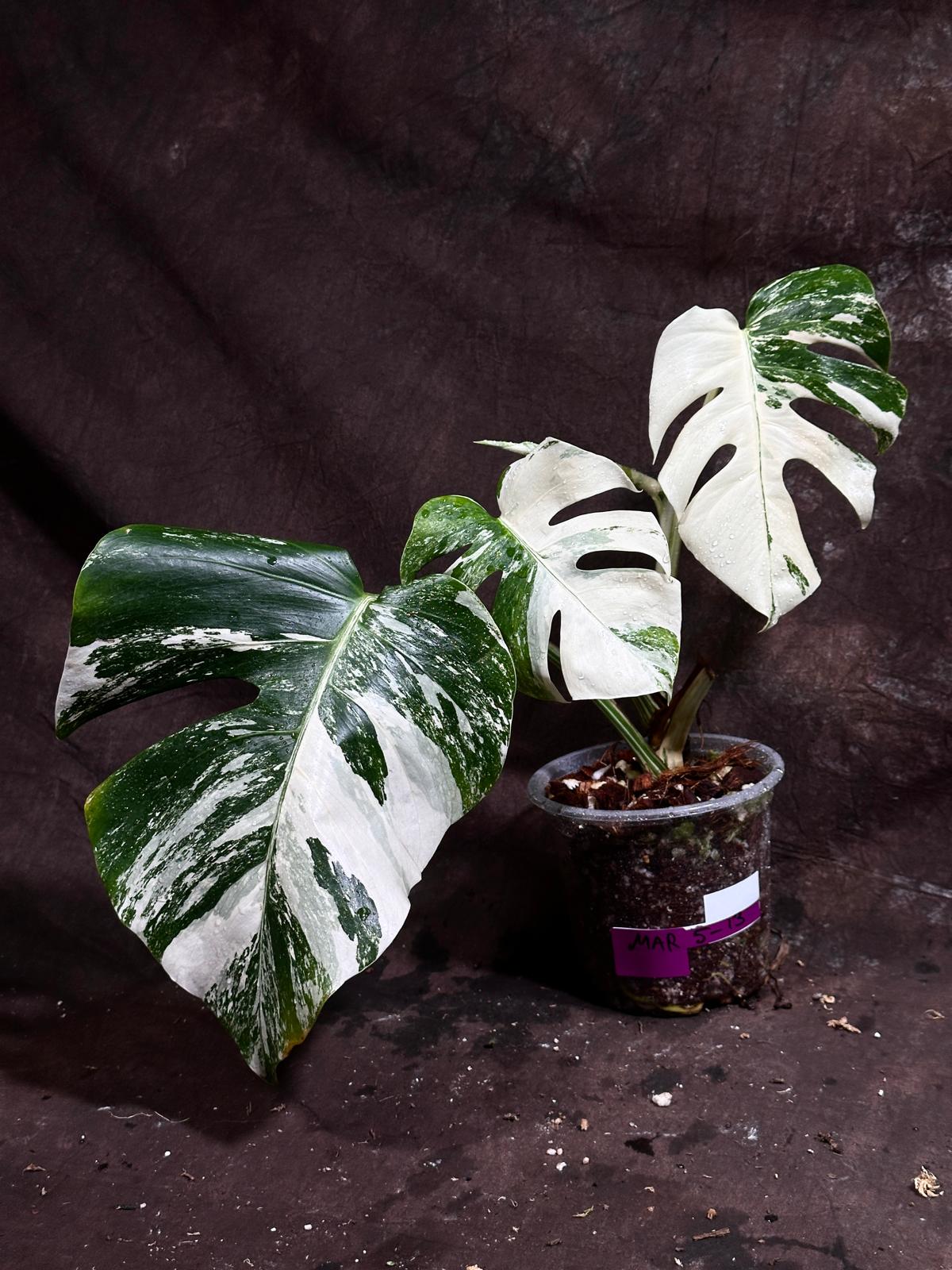 Variegated Monstera Albo Plant - Rare Indoor White Monstera Albo Borsigiana Plant - Mature Plant - US Seller - Rare Houseplant - Similar