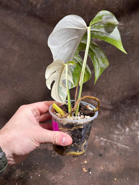 Variegated Monstera Albo Plant - Rare Indoor White Monstera Albo Borsigiana Plant - Gift for Mom - Beginners Plant - US Seller - EXACT Plant