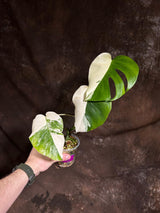 Variegated Monstera Albo Plant - Rare Indoor White Monstera Albo Borsigiana Plant - Half-Moon Leaf - US Seller -Rare Houseplant-EXACT Plant