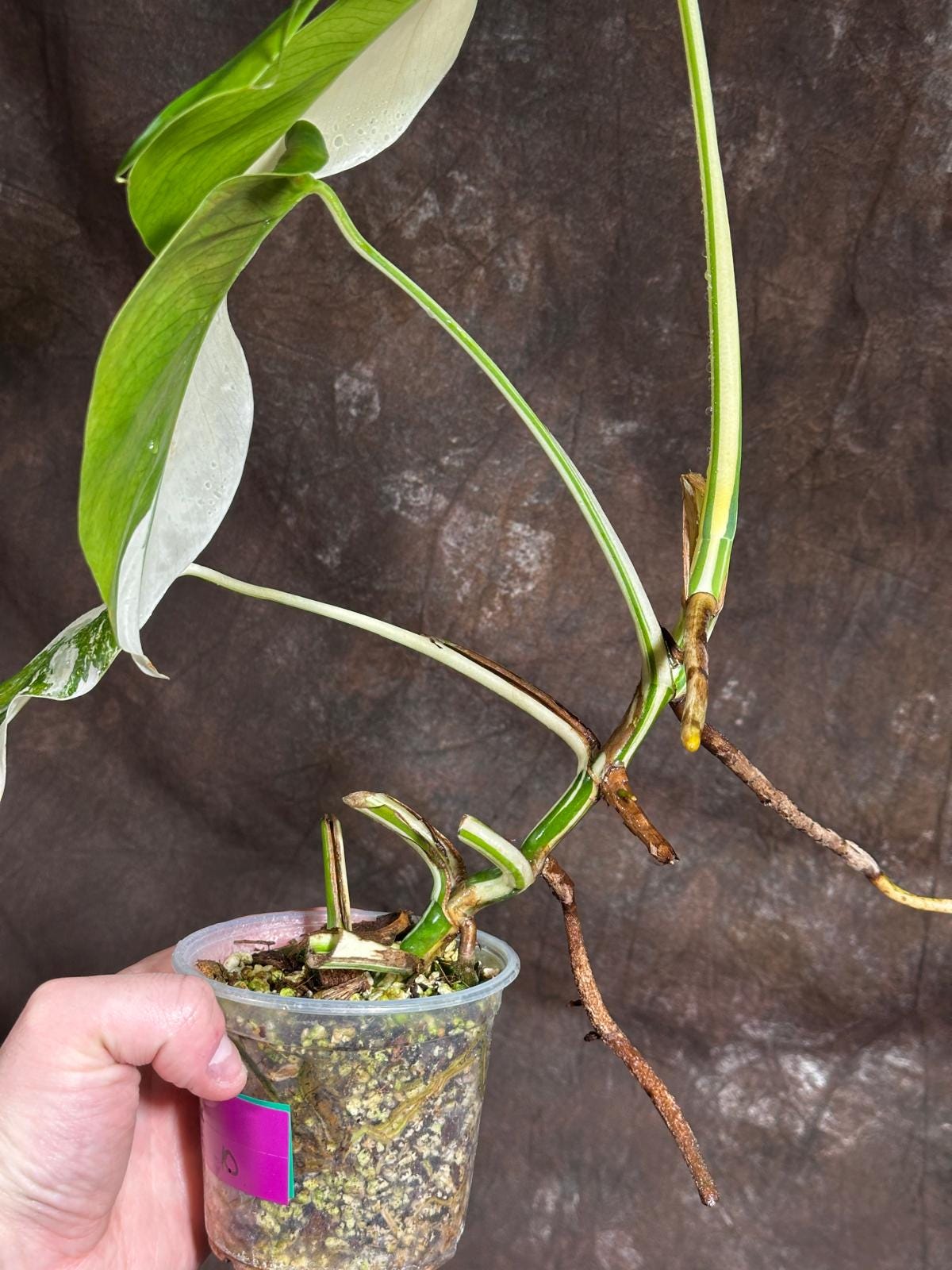 Variegated Monstera Albo Plant - Rare Indoor White Monstera Albo Borsigiana Plant - Half-Moon Leaf - US Seller -Rare Houseplant-EXACT Plant