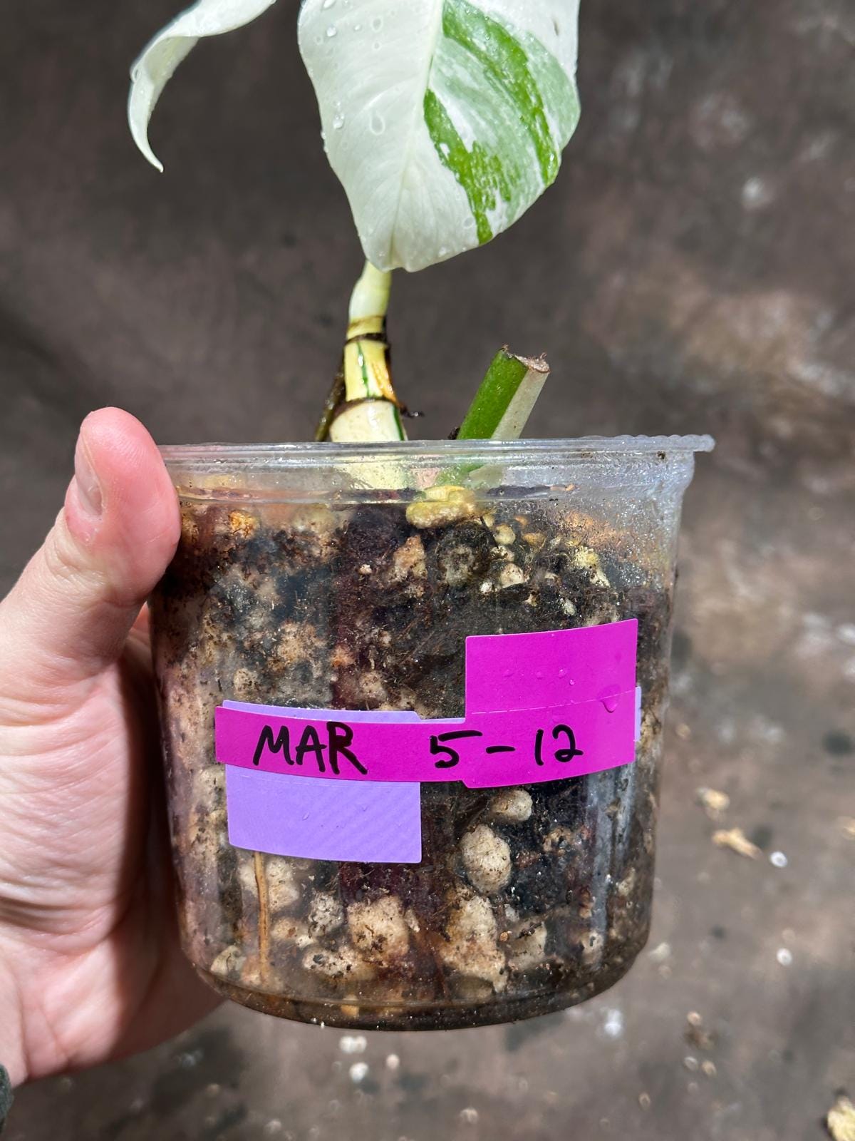 Variegated Monstera Albo Plant - Rare Indoor White Monstera Albo Borsigiana Plant - Baby Leaf Plant - US Seller - Rare Houseplant