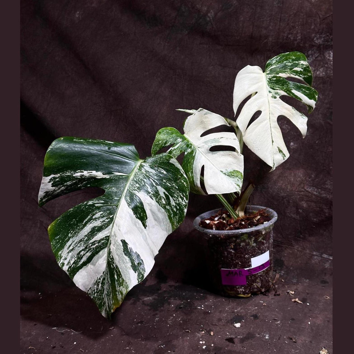 Variegated Monstera Albo Plant - Rare Indoor White Monstera Albo Borsigiana Plant - Mature Plant - US Seller - Rare Houseplant - Similar