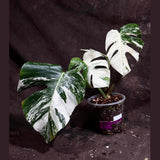 Variegated Monstera Albo Plant - Rare Indoor White Monstera Albo Borsigiana Plant - Mature Plant - US Seller - Rare Houseplant - Similar