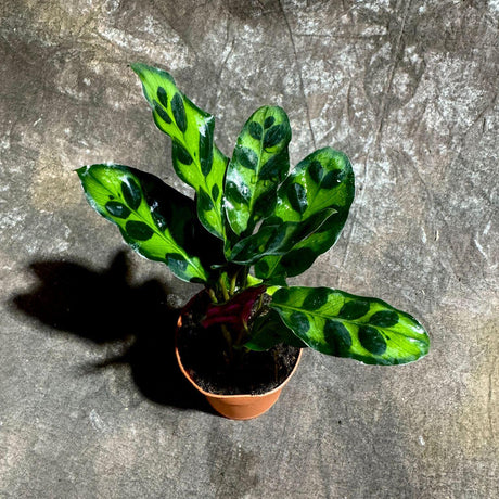 Rare Calathea Lancifolia in 2" Nursery Pot - Air Purifier Plant - Rare Houseplant - Rattlesnake Plant - Gift Houseplant - US Seller