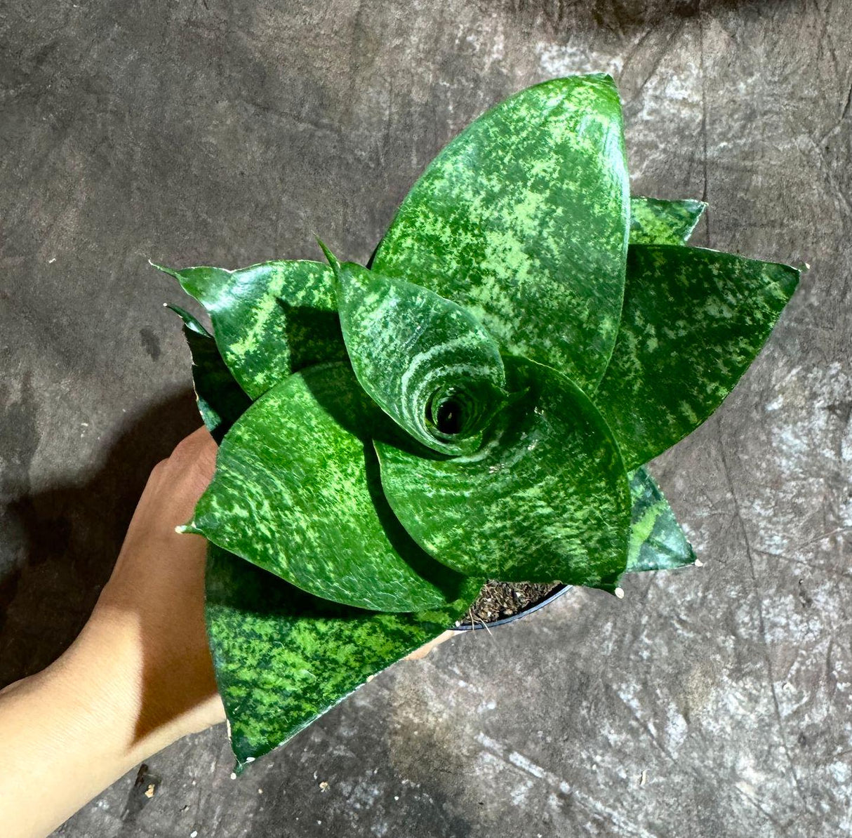 Rare Sansevieria 'Forest Star' Snake Plant in a 4” Pot - Indoor Air Purifier Plant - Live Houseplant - Best Office Plant - Gift for Mom