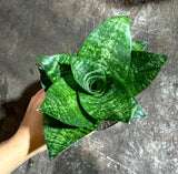 Rare Sansevieria 'Forest Star' Snake Plant in a 4” Pot - Indoor Air Purifier Plant - Live Houseplant - Best Office Plant - Gift for Mom