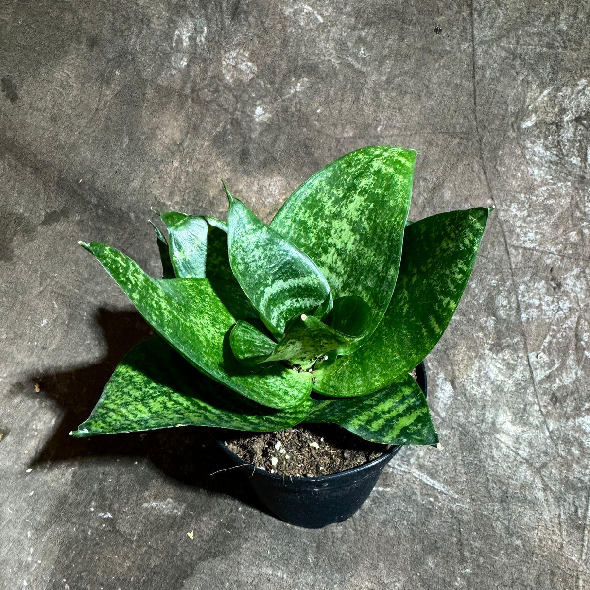 Rare Sansevieria 'Forest Star' Snake Plant in a 4” Pot - Indoor Air Purifier Plant - Live Houseplant - Best Office Plant - Gift for Mom