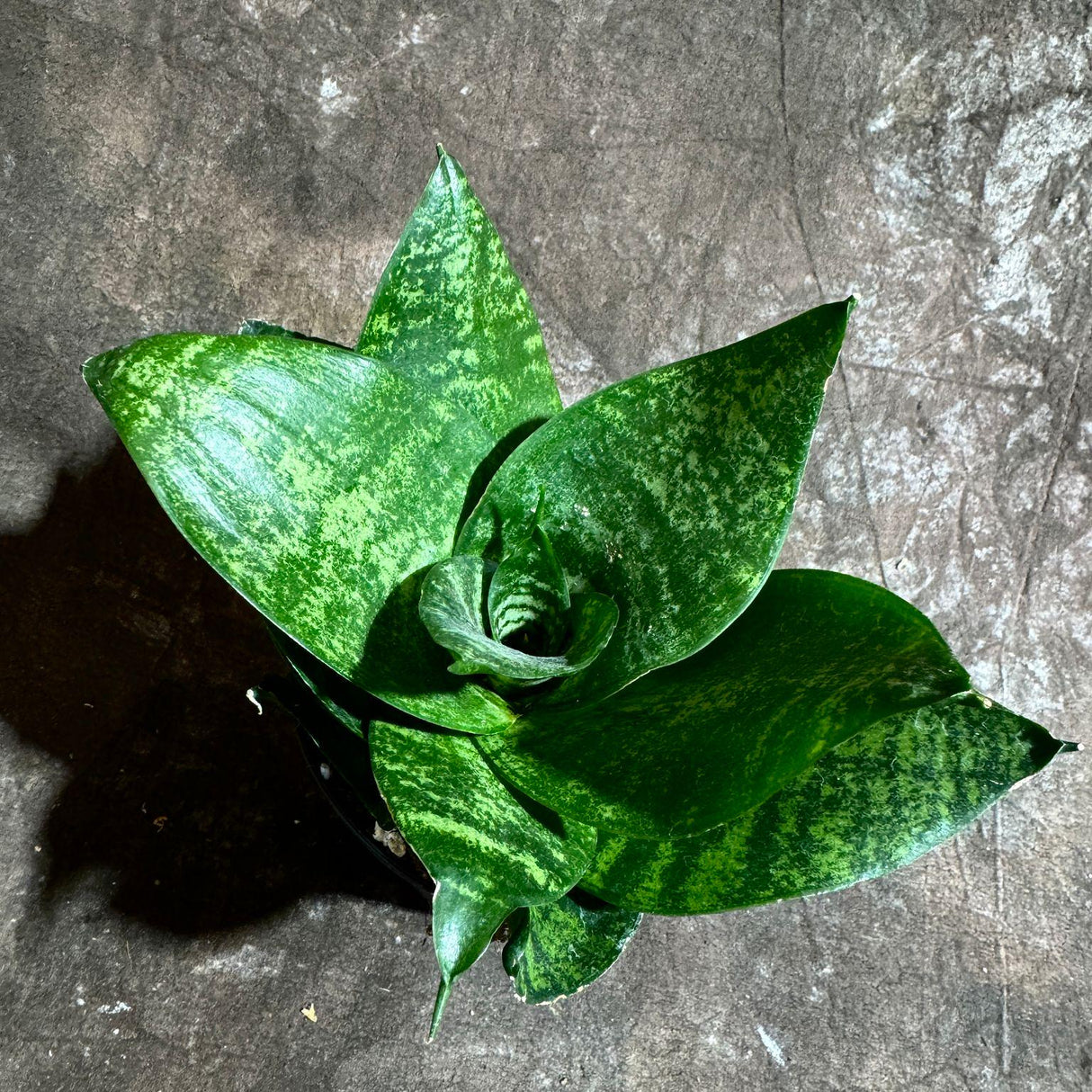 Rare Sansevieria 'Forest Star' Snake Plant in a 4” Pot - Indoor Air Purifier Plant - Live Houseplant - Best Office Plant - Gift for Mom