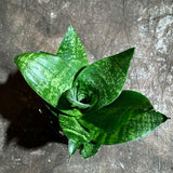 Rare Sansevieria 'Forest Star' Snake Plant in a 4” Pot - Indoor Air Purifier Plant - Live Houseplant - Best Office Plant - Gift for Mom