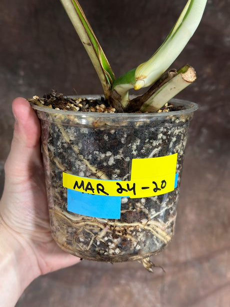 Variegated Monstera Albo Plant - Rare Indoor White Monstera Albo Borsigiana Plant - Beginner - Rare Houseplant -EXACT Plant