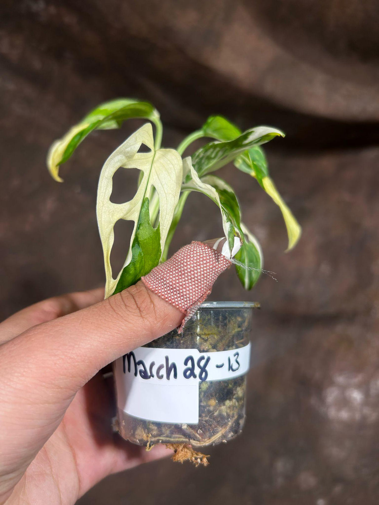 High Variegated White Monstera Adansonii Albo in a Nursery Pot - Swiss Cheese Single Leaf Potted Plant- Rare Collector Plant - US Seller