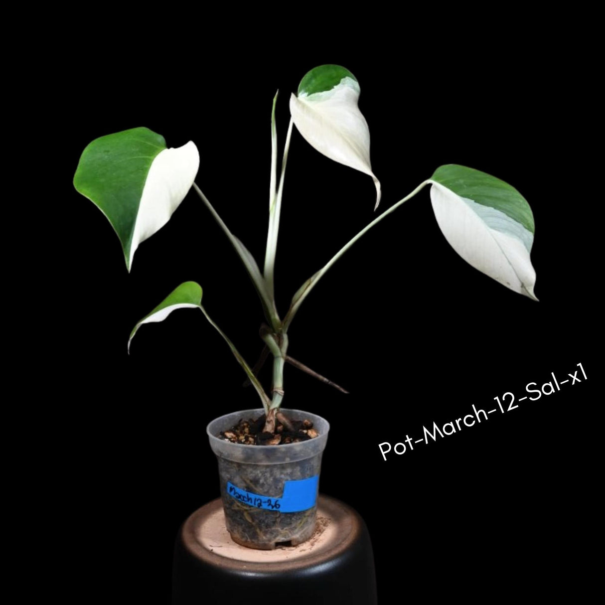 Monstera Albo - Rare Variegated Monstera Borsigiana Albo - Rare Collector Plant - White Monstera Albo Cuts - USA seller