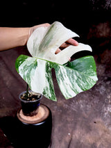 Variegated Monstera Albo Plant - Rare Indoor White Monstera Albo Borsigiana Plant - Single Leaf Plant -Rare Houseplant - Grower's Choice