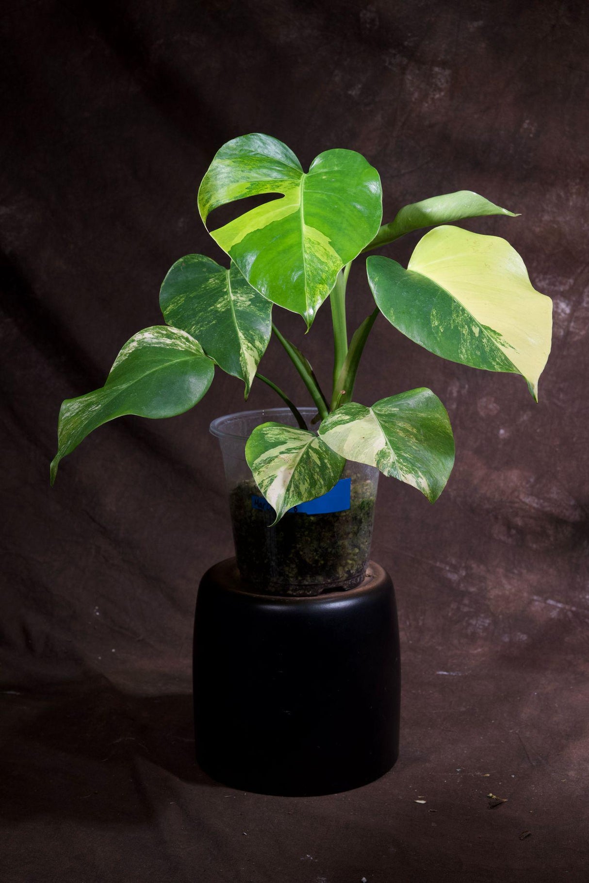 Monstera Aurea Variegated Borsigiana in a Nursery Pot - Monstera Aurea Mature Potted Plant - Monstera Marmota - Exact Same Plant