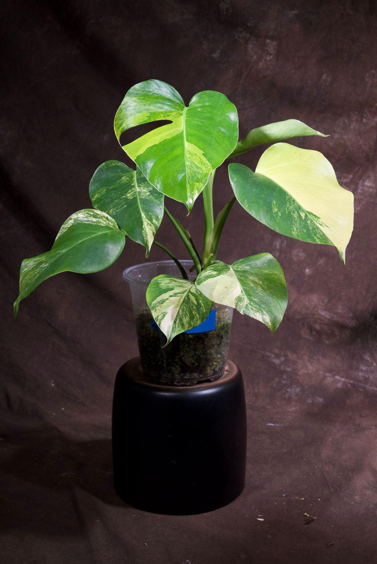 Monstera Aurea Variegated Borsigiana in a Nursery Pot - Monstera Aurea Mature Potted Plant - Monstera Marmota - Exact Same Plant