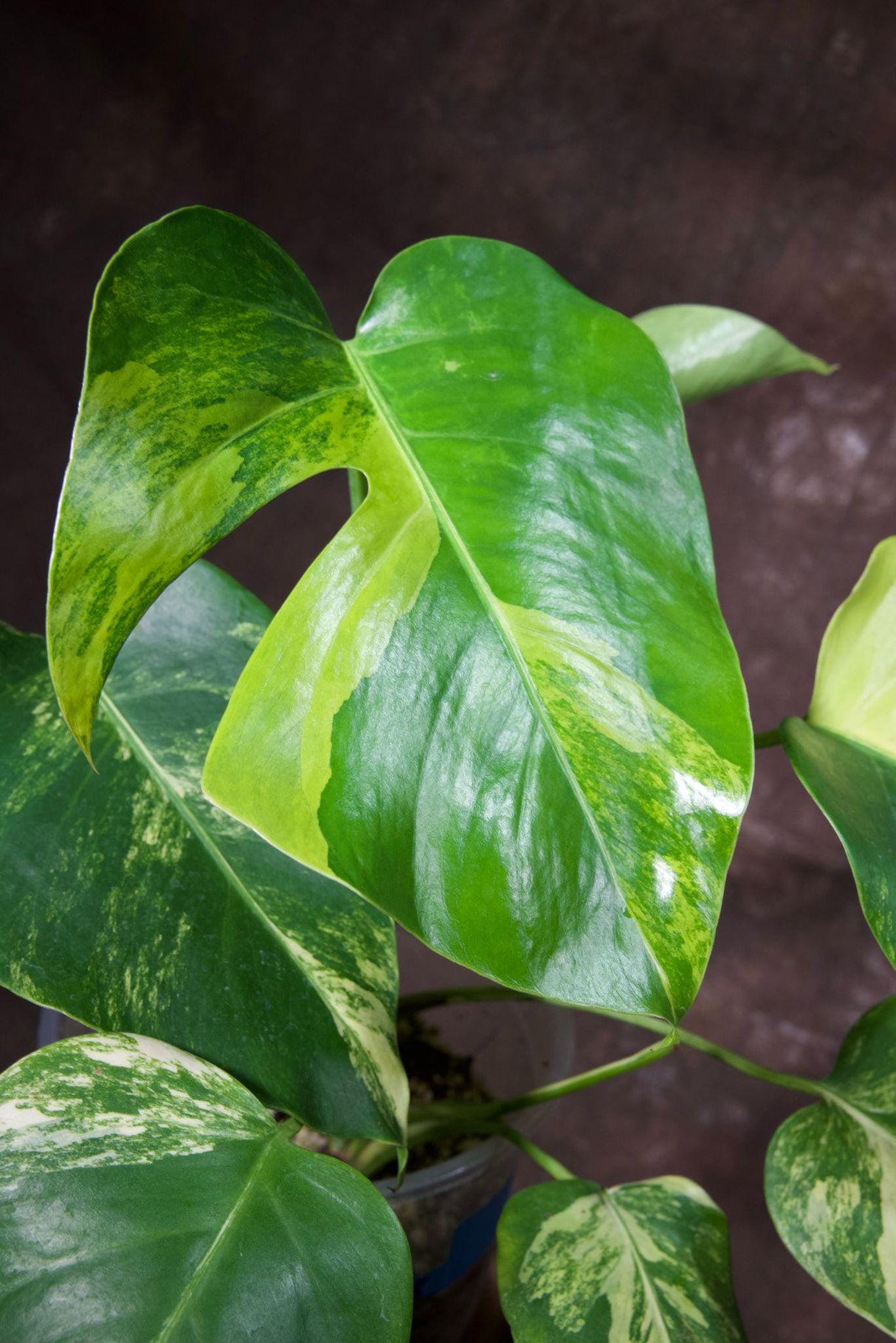 Monstera Aurea Variegated Borsigiana in a Nursery Pot - Monstera Aurea Mature Potted Plant - Monstera Marmota - Exact Same Plant