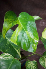 Monstera Aurea Variegated Borsigiana in a Nursery Pot - Monstera Aurea Mature Potted Plant - Monstera Marmota - Exact Same Plant
