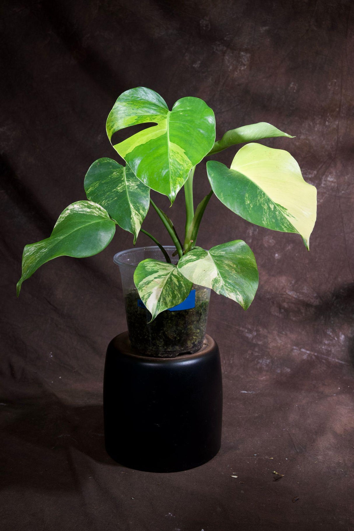 Monstera Aurea Variegated Borsigiana in a Nursery Pot - Monstera Aurea Mature Potted Plant - Monstera Marmota - Exact Same Plant