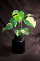 Monstera Aurea Variegated Borsigiana in a Nursery Pot - Monstera Aurea Mature Potted Plant - Monstera Marmota - Exact Same Plant