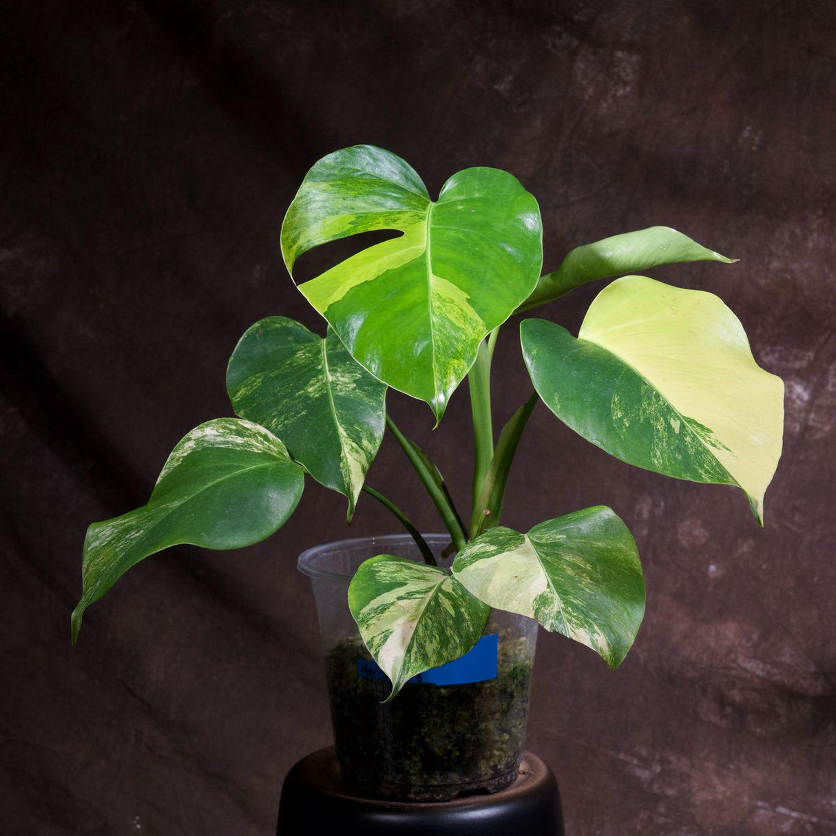 Monstera Aurea Variegated Borsigiana in a Nursery Pot - Monstera Aurea Mature Potted Plant - Monstera Marmota - Exact Same Plant