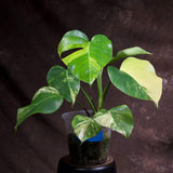 Monstera Aurea Variegated Borsigiana in a Nursery Pot - Monstera Aurea Mature Potted Plant - Monstera Marmota - Exact Same Plant