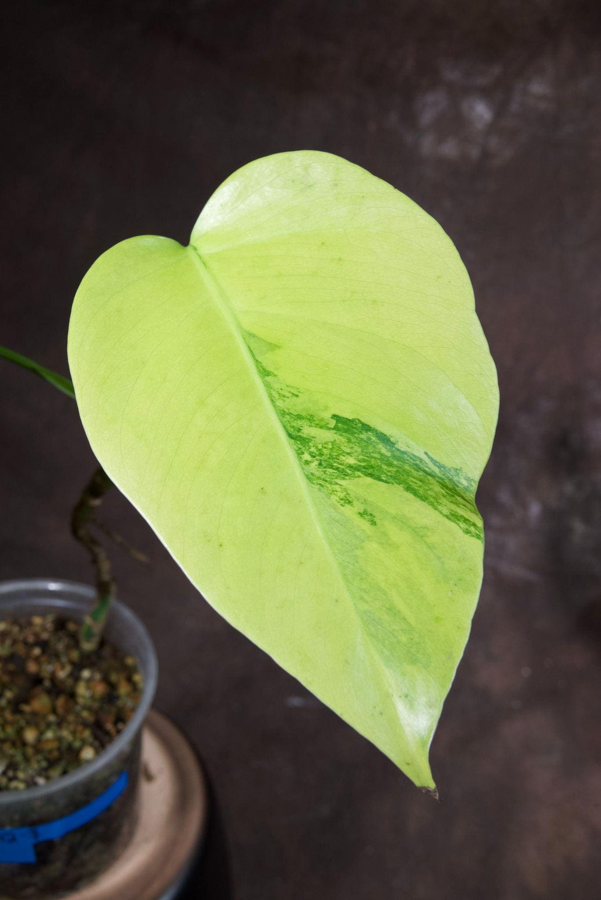 Monstera Aurea Variegated Borsigiana in a Nursery Pot - Monstera Aurea Top Cut Potted Plant - Monstera Marmota - Exact Same Plant
