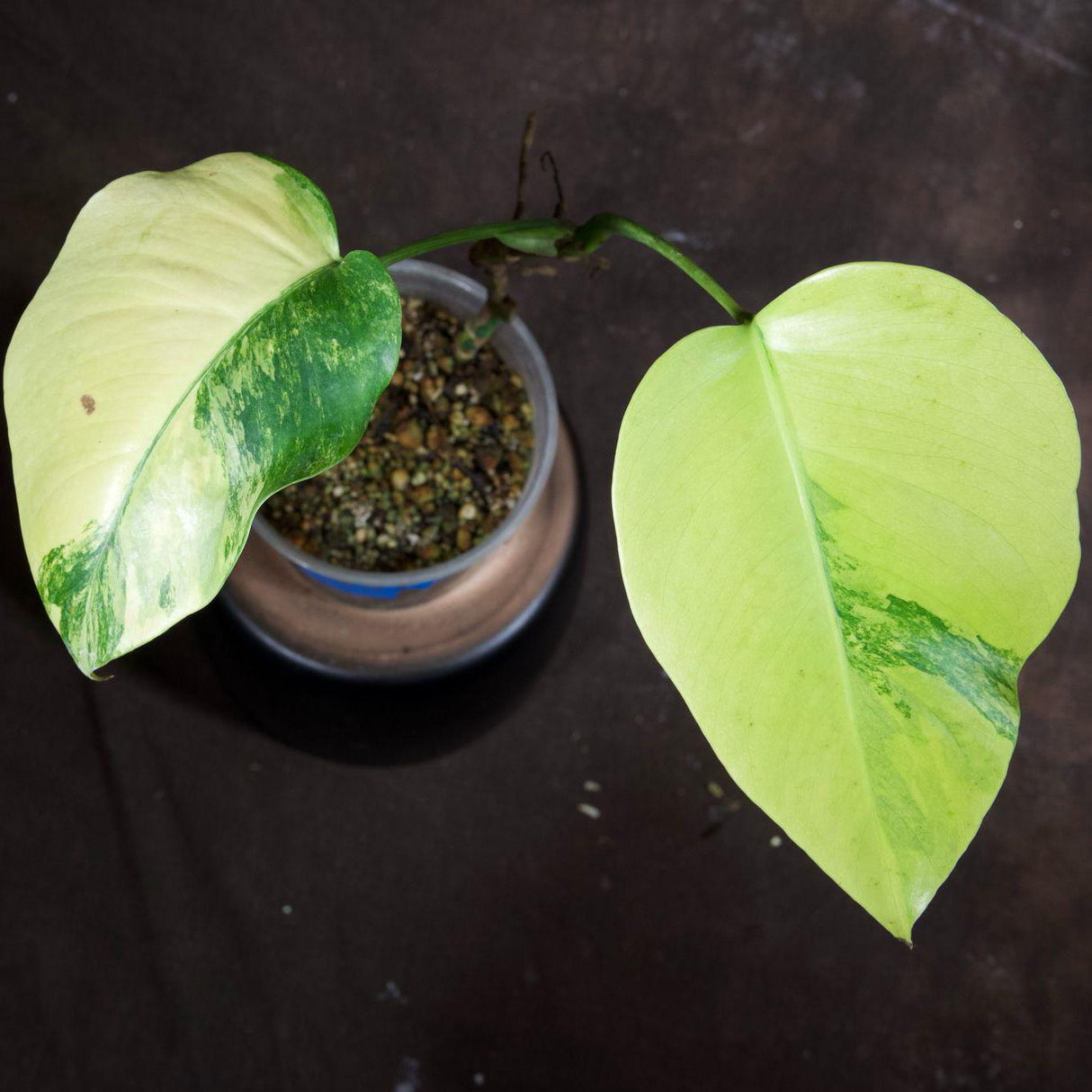 Monstera Aurea Variegated Borsigiana in a Nursery Pot - Monstera Aurea Top Cut Potted Plant - Monstera Marmota - Exact Same Plant
